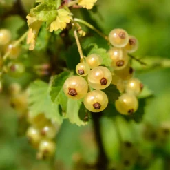 2 Groseilliers Blanka - Des grappes claires tout l'été
