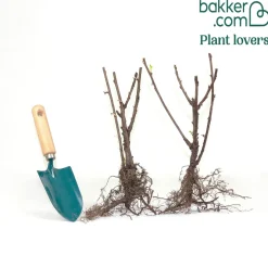 2 Groseilliers Blanka - Des grappes claires tout l'été