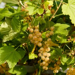 2 Groseilliers Blanka - Des grappes claires tout l'été