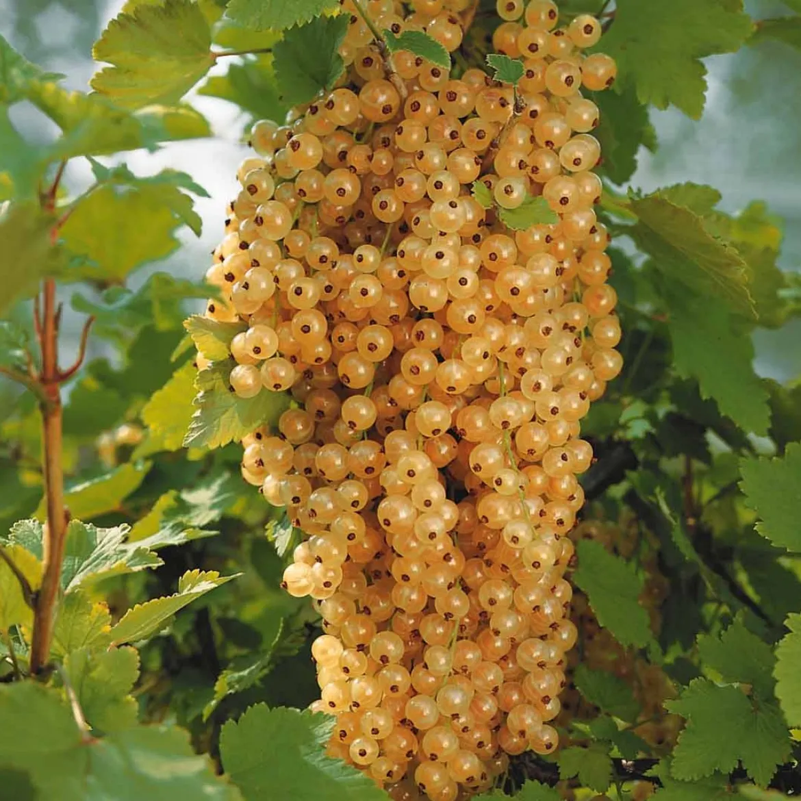 2 Groseilliers Blanka - Des grappes claires tout l'été