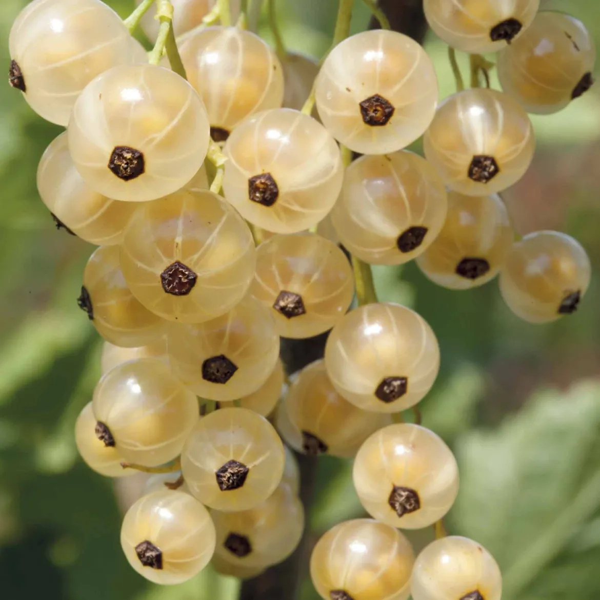 Groseillier White Pearl - Des groseilles blanches et douces