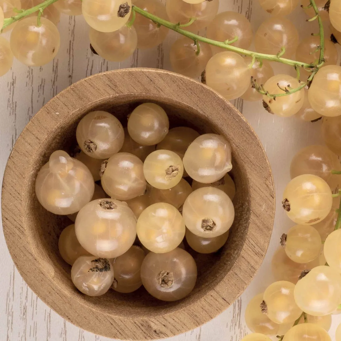 Groseillier White Pearl - Des groseilles blanches et douces