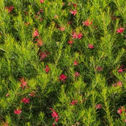 Grévilléa à feuilles de genévrier - Fleurs rouges toute l'année