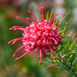 Grévilléa à feuilles de genévrier - Fleurs rouges toute l'année