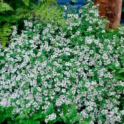 Gypsophile en coussin - Un tapis fleuri sans effort