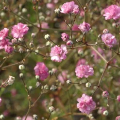 Gypsophile Flamingo - Un nuage rose au jardin
