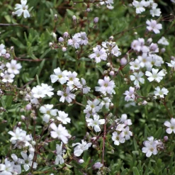Gypsophile rampant Alba - Un nuage blanc sur vos murets