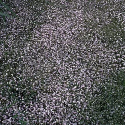 Gypsophile Rosenschleier - Le nuage fleuri du jardin