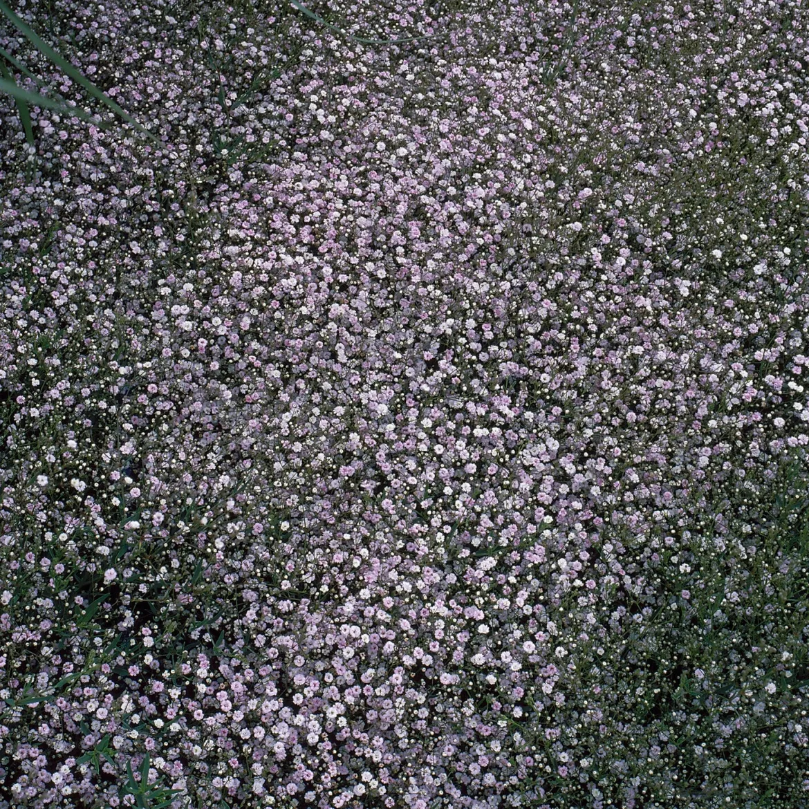 Gypsophile Rosenschleier - Le nuage fleuri du jardin