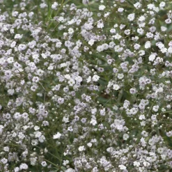 Gypsophile Rosenschleier - Le nuage fleuri du jardin