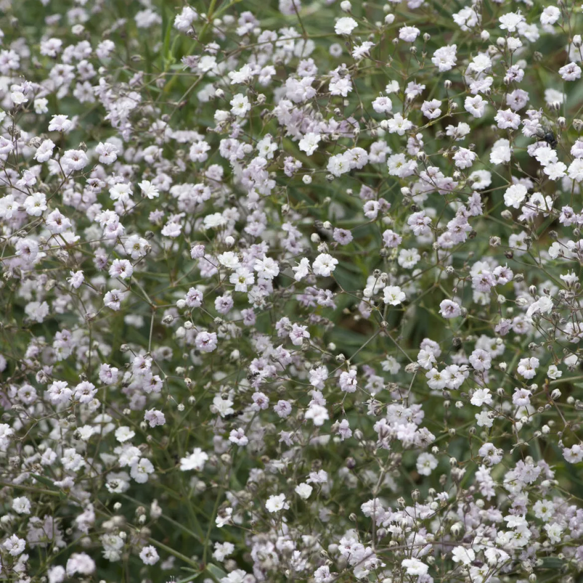 Gypsophile Rosenschleier - Le nuage fleuri du jardin