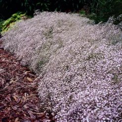 Gypsophile Rosenschleier - Le nuage fleuri du jardin
