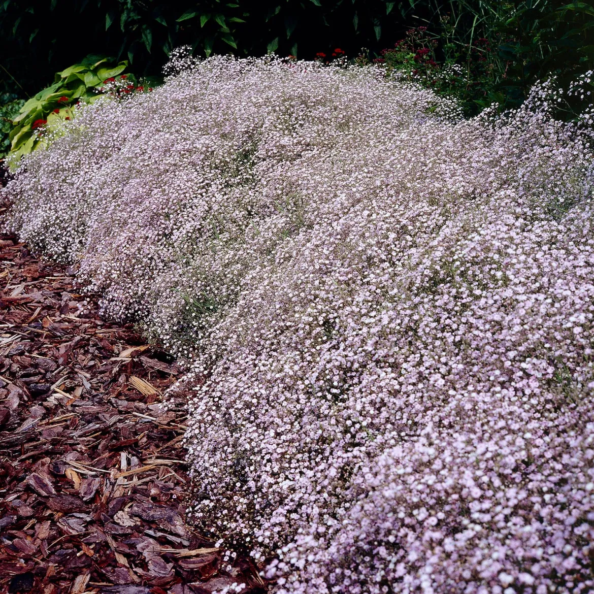 Gypsophile Rosenschleier - Le nuage fleuri du jardin