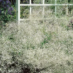 3 Gypsophiles blanche - Un nuage de fleurs au jardin
