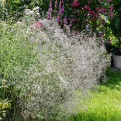 3 Gypsophiles blanche - Un nuage de fleurs au jardin