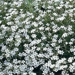 Gypsophile Schneeflocke - Un nuage blanc au jardin