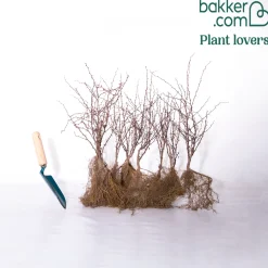 Haie de Berberis rouges - Une haie rouge qui dissuade