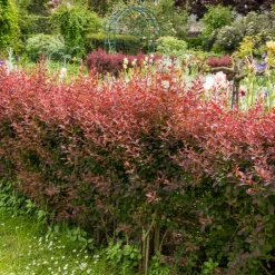 Haie de Berberis rouges - Une haie rouge qui dissuade