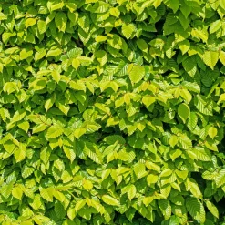 Haie de 10 Charmes - Une haie dense en un rien de temps