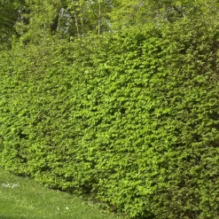 Haie de 10 Charmes - Une haie dense en un rien de temps