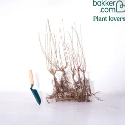 Haie de Cotonéasters - Une haie dense en un rien de temps
