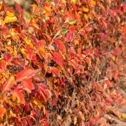 Haie de Cotonéasters - Une haie dense en un rien de temps