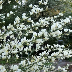 Haie de 3 Genêts : blanc, rouge, jaune - Floraison précoce et abondante