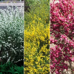 Haie de 3 Genêts : blanc, rouge, jaune - Floraison précoce et abondante
