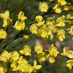 Haie de 3 Genêts : blanc, rouge, jaune - Floraison précoce et abondante