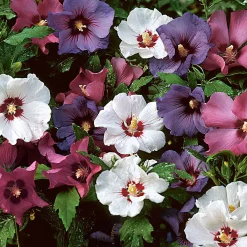Haie de 5 Hibiscus de jardin - Une haie fleurie tout l'été