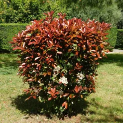 Haie de 3 Photinias Red Robin - Une haie rouge en un rien de temps