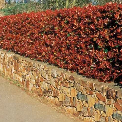 Haie de 3 Photinias Red Robin - Une haie rouge en un rien de temps