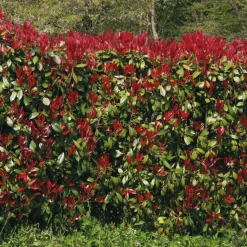 Haie de 3 Photinias Red Robin - Une haie rouge en un rien de temps