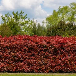 Haie de 3 Photinias Red Robin - Une haie rouge en un rien de temps