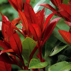 Haie de 3 Photinias Red Robin - Une haie rouge en un rien de temps