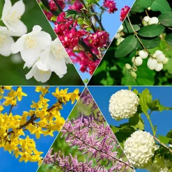 Haie des quatre saisons - Couleurs et parfums toute l'année
