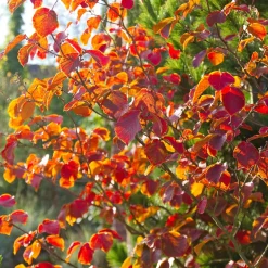 Hamamélis de Chine - Il fleurit en plein hiver