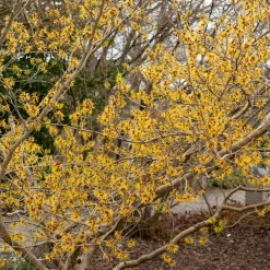 Hamamélis de Chine - Il fleurit en plein hiver