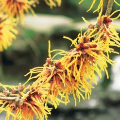 Hamamélis de Chine - Il fleurit en plein hiver