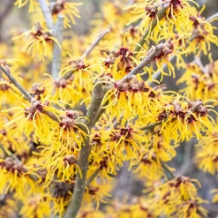 Hamamélis de Chine - Il fleurit en plein hiver