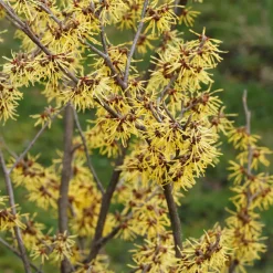 Hamamélis de Chine - Il fleurit en plein hiver