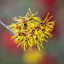 Hamamélis de Chine - Il fleurit en plein hiver