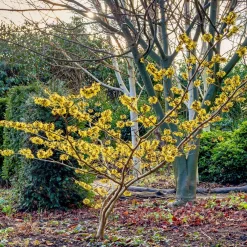 Hamamélis de Chine - Il fleurit en plein hiver