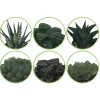 Haworthias en mélange - Trio graphique sans effort