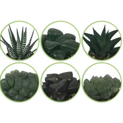 Haworthias en mélange - Trio graphique sans effort