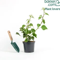 Hedera helix Arborescens - Lierre arbustif - Un lierre qui pousse droit