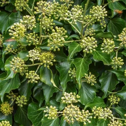 Hedera helix Arborescens - Lierre arbustif - Un lierre qui pousse droit