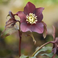 Hellébore d'Orient Black - Des fleurs noires en plein hiver