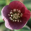 Hellébore d'Orient Red Hybrids - Des fleurs en plein hiver