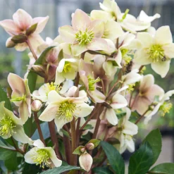 Hellébore Emma - Des fleurs blanches en plein hiver